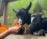 Tiergestützte Pädagogik mit Ziegen - Caprino-Therapie bei Philhippies